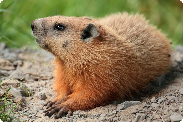 How much wood could a woodchuck chuck