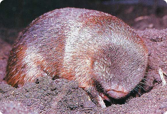 How to get rid of moles