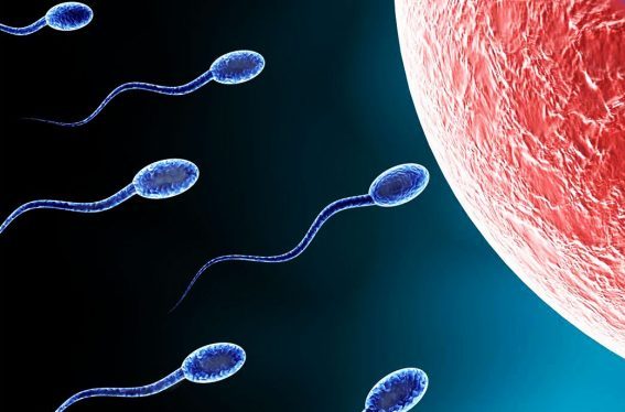 How long does sperm live