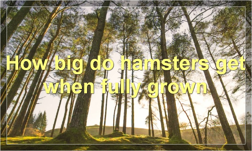 How big do hamsters get when fully grown?