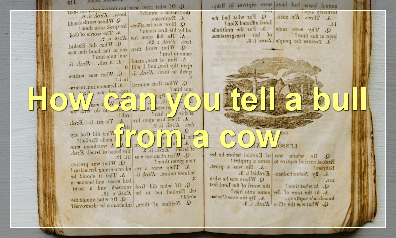 How can you tell a bull from a cow?