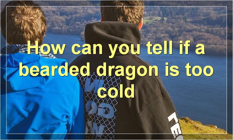 How can you tell if a bearded dragon is too cold?