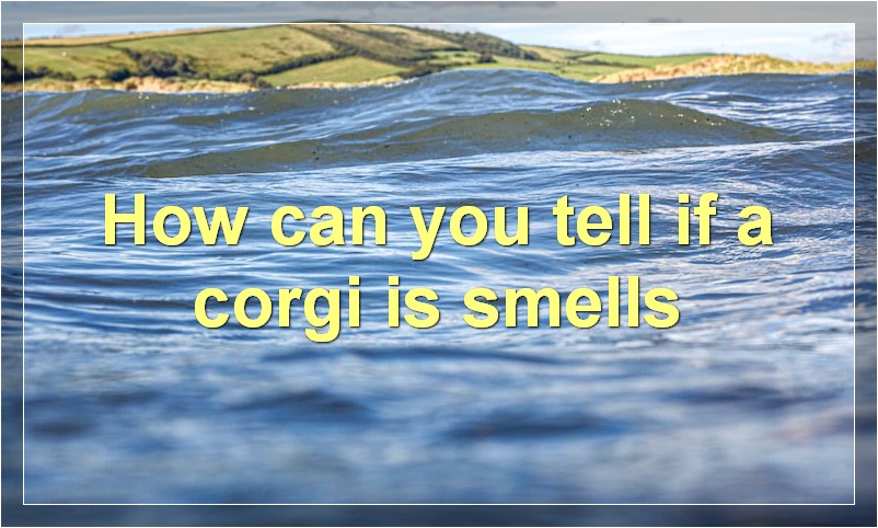 How can you tell if a corgi is smells?
