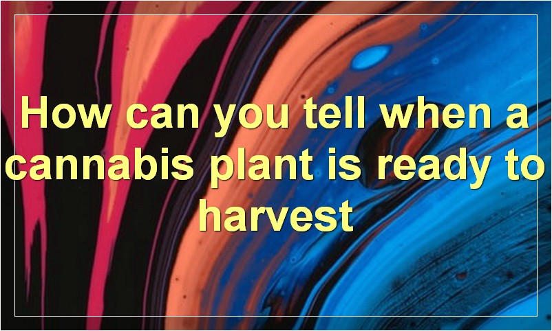 How to Know when to Harvest Cannabis Plants