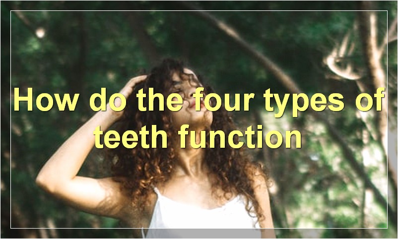 How do the four types of teeth function?