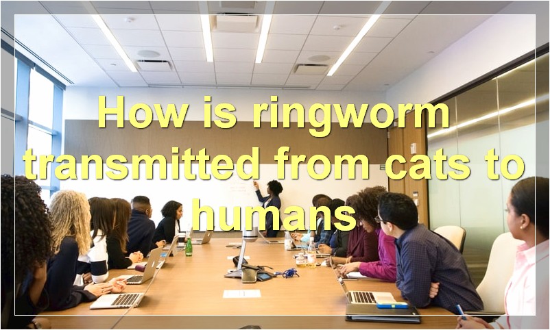 How is ringworm transmitted from cats to humans?
