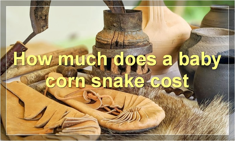 How much does a baby corn snake cost?