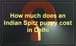 How much does an Indian Spitz puppy cost in Delhi?