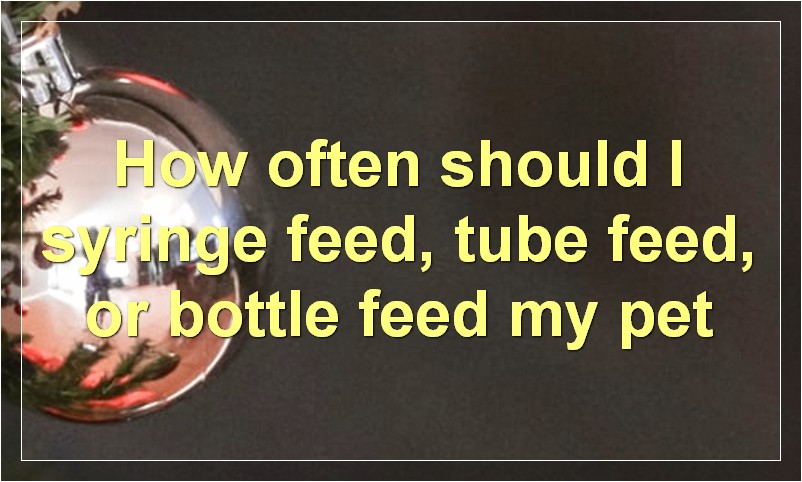How often should I syringe feed, tube feed, or bottle feed my pet?