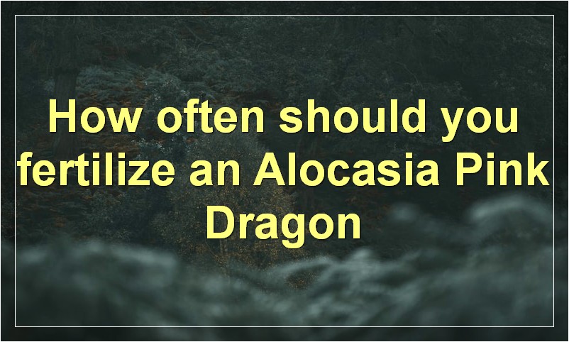 How often should you fertilize an Alocasia Pink Dragon?