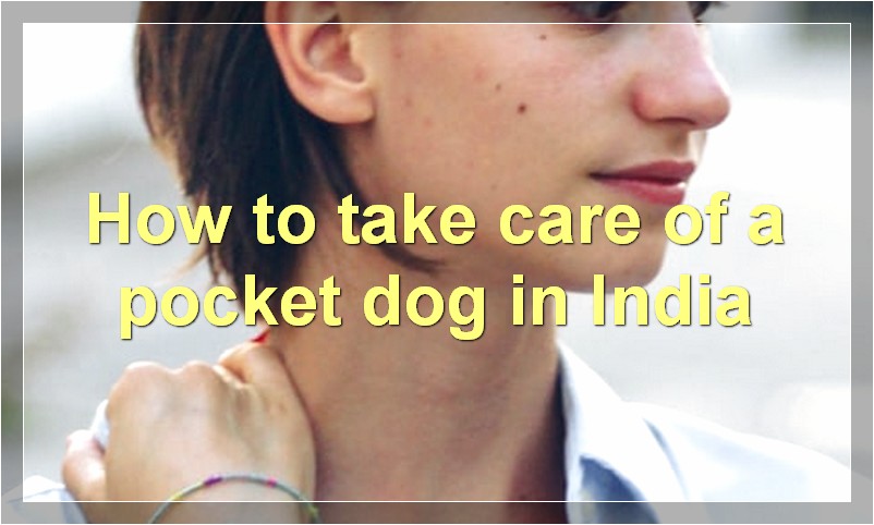 How to take care of a pocket dog in India?