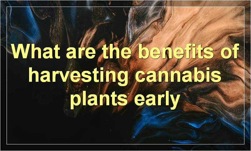 How to Know when to Harvest Cannabis Plants