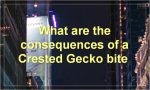 What are the conditions of a compelled duel?