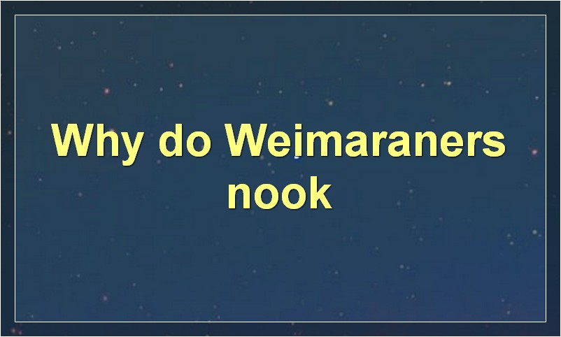 Why Do Weimaraners Nook? [is It Bad? + How to Avoid?]